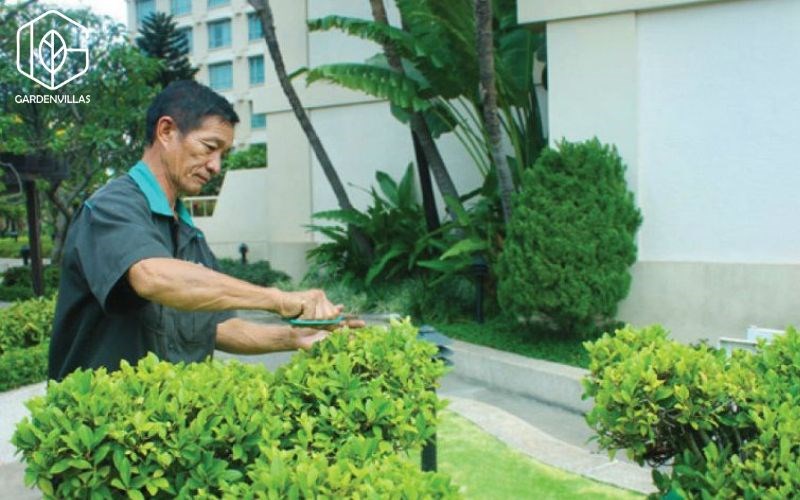 Hướng Dẫn Xử Lý Các Vấn Đề Nhà Vườn: Từ Sâu Bệnh Đến Thoát Nước Kém